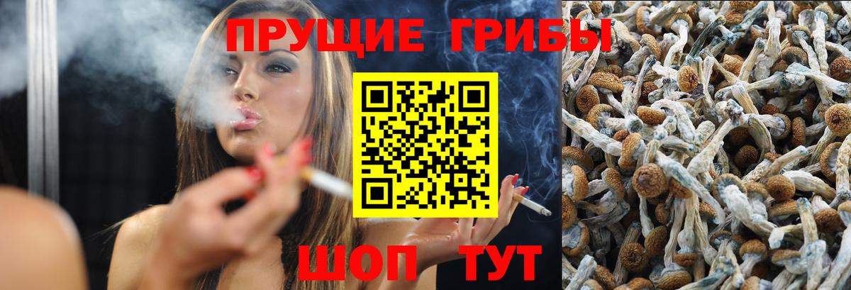 Псилоцибиновые грибы Psilocybe Оренбург